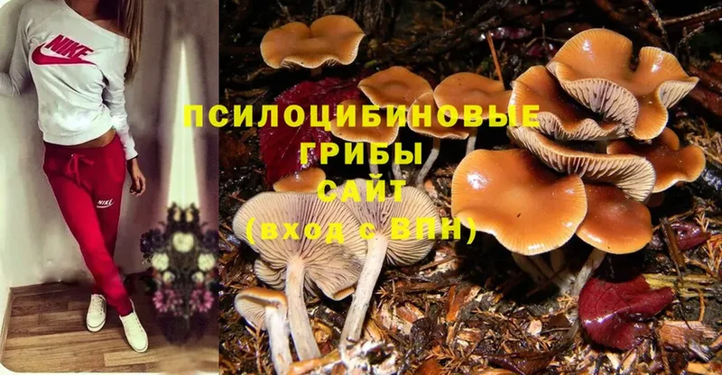 Галлюциногенные грибы GOLDEN TEACHER  Арсеньев 